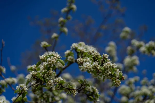 Pequenas Flores Brancas Primavera — Fotografia de Stock