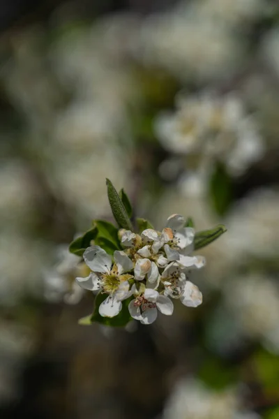 春天的小白花 — 图库照片