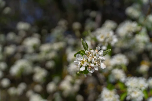 Маленькие Белые Цветы Весной — стоковое фото