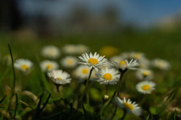 Daisy Louce Jaře — Stock fotografie