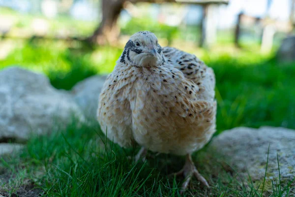 Kwartel Een Volière — Stockfoto