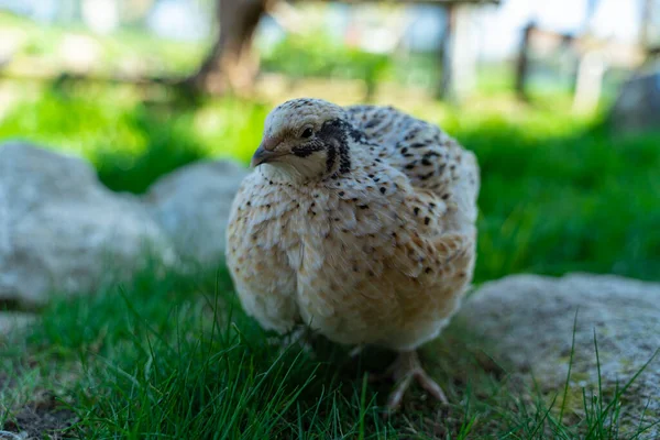 Quail Aviary — Stock Photo, Image