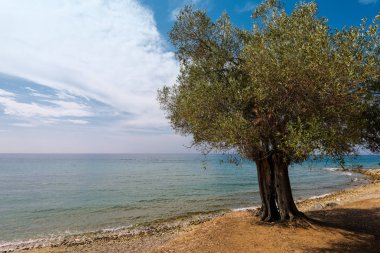 zeytin ağacı Beach, Yunanistan
