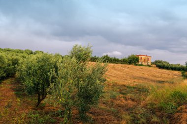 Gün batımında zeytin ağaçları, yatay güzel yaz. Sithonia, Halkidikya, Yunanistan
