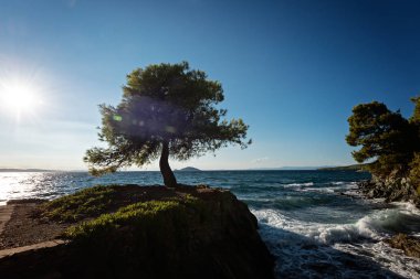 Çam ağacı güneş ışığı altında denize sıfır, Halkidikya, Yunanistan