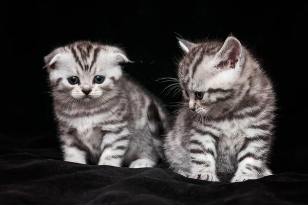 Dos Gatitos Escoceses Sobre Fondo Negro — Foto de Stock