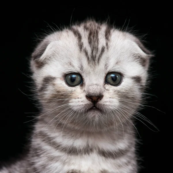 Portrait Tabby Scottish Fold Kitten Black Background — Stock Photo, Image