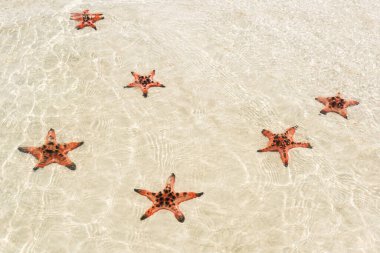 Kumsaldaki yıldız balıkları, Phu Quoc, Vietnam