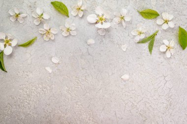 Arka plan ve üst manzara için ilkbaharda kiraz çiçeği