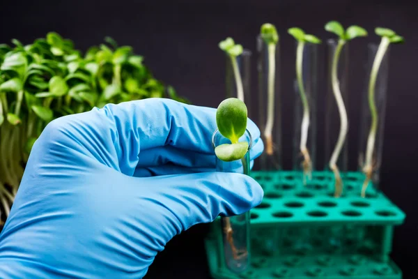 Naukowiec Trzymający Probówki Roślinami Laboratorium Biotechnologicznym — Zdjęcie stockowe