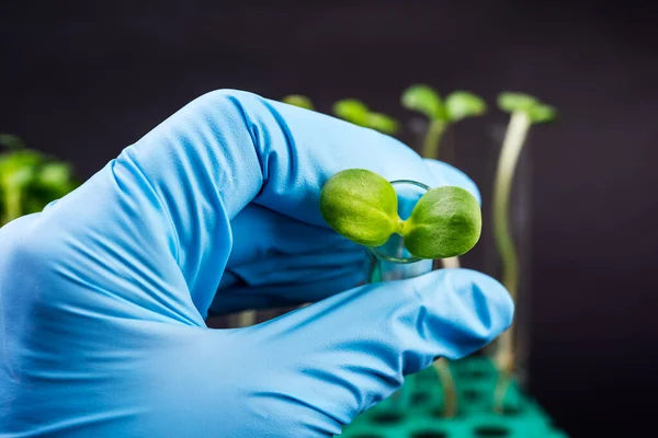 Cientista Segurando Tubos Ensaio Com Plantas Laboratório Biotecnológico — Fotografia de Stock