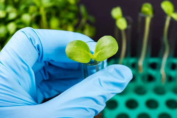 Científico Sosteniendo Tubos Ensayo Con Plantas Laboratorio Biotecnológico — Foto de Stock