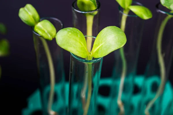 Growing plant in test tubes on biotechnological laboratory on black background