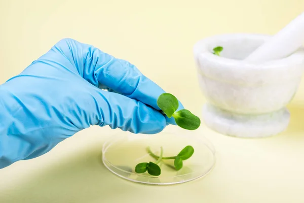 Científico Sosteniendo Una Planta Labolatorio Biotecnológico — Foto de Stock
