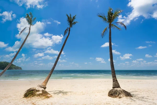 Coconut Palm Trees Bai Sao Beach Phu Quoc Island Vietnam — Stock Photo, Image