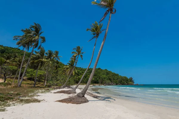 Kokospalmen Strand Von Bai Sao Insel Phu Quoc Vietnam — Stockfoto