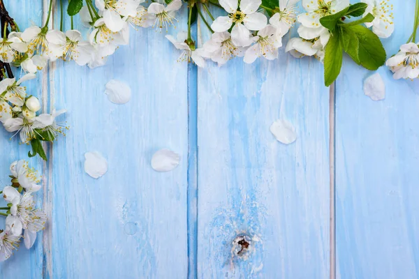 蓝色木制背景的樱花 Spring背景 顶视图 — 图库照片