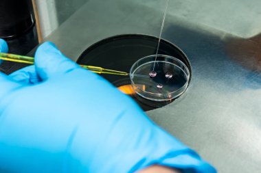 Tüp bebek için mikroskop yakın çekim. Tüp bebek kliniğinde yapay döllenme işlemi. 