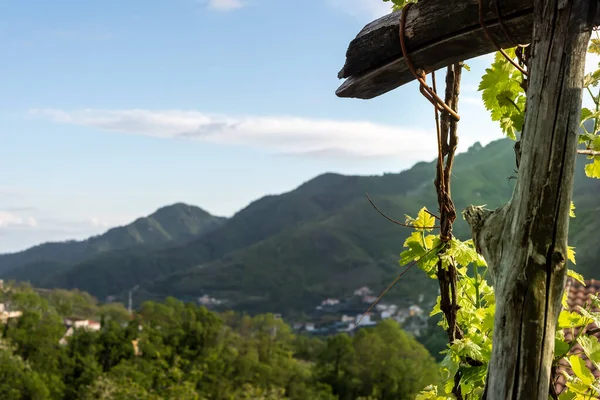 Wine Grape Plants Vineyard Italy Tramonti Campania — Stock Photo, Image