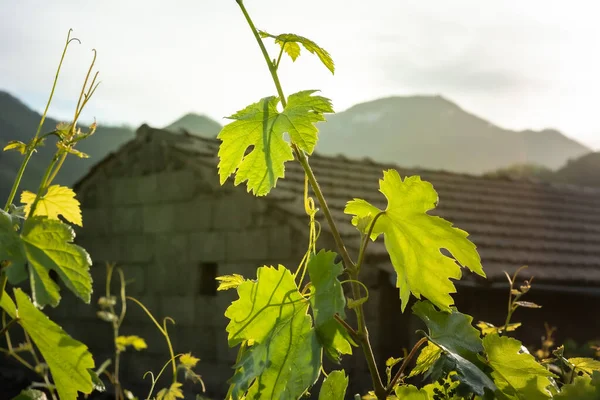 Wine Grape Plants Vineyard Italy Tramonti Campania — Stock Photo, Image