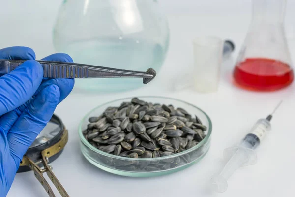 Bilim adamları cımbızla ayçekirdeğinin analizini yapar. Laboratuvar araştırması. Yukarıdan görüntüle.