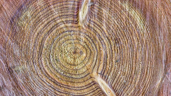 La textura del árbol. Madera aserrada. Un viejo tocón aserrado. Primer plano . — Foto de Stock