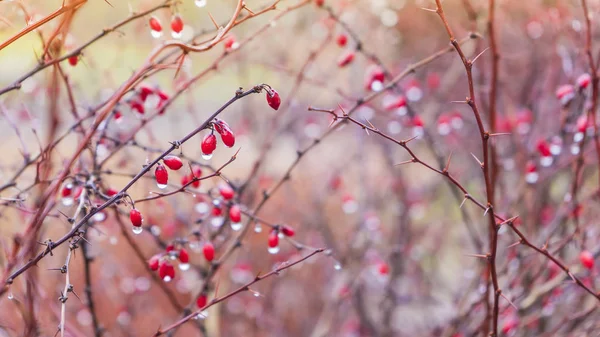 Bayas rojas con una gota de agua colgando de una rama sobre un fondo rosa . — Foto de Stock