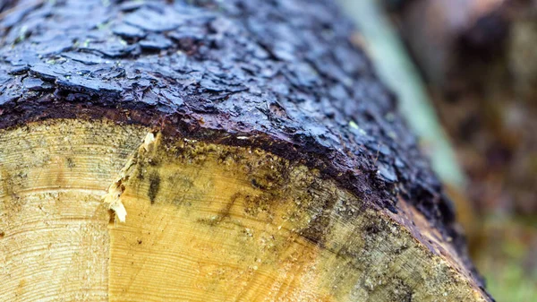 Cierre la sección transversal de la madera, troncos aserrados. Montón de troncos aserrados. Fondo de decoración de madera natural . — Foto de Stock
