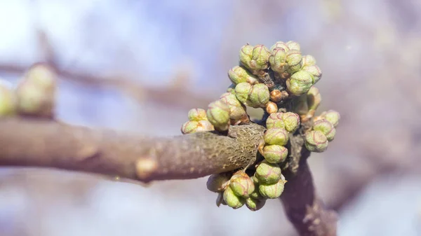 Pupeny Nefoukaných Třešní Jablek Švestek Meruňkových Ovocných Stromů Jaře Zavřít — Stock fotografie