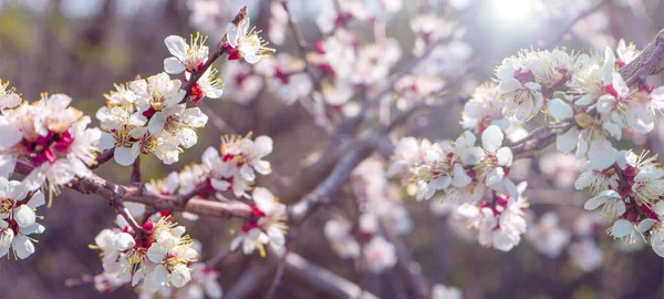 Foto Sakura Fiore Ciliegio Piena Fioritura Primavera Stagione — Foto Stock