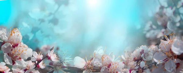 Photo Spring Banner Branches Blossoming Cherry Background Blue Sky Sakura — Stock Photo, Image