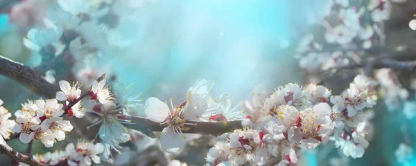 Фото Весняний Банер Гілки Квітучої Вишні Тлі Блакитного Неба Квіти — стокове фото