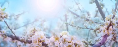 Bahar bayrağı, mavi gökyüzünün arka planında çiçek açan kiraz dalları. Sakura çiçekleri, rüya gibi romantik görüntüler bahar, manzara manzarası, kopyalama alanı.