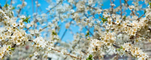 I rami di fiore di ciliegio fioriscono pieni in stagione di primavera sullo sfondo di cielo azzurro su natura all'aperto. Sakura fiori, panorama paesaggistico . — Foto Stock