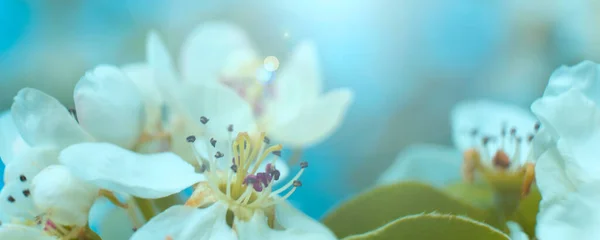 Blured background. Beautiful blossoming cherry tree on light blue sky background in sunlight, shallow depth. Soft vintage pastel toned. Nature springtime sakura flower panorama. — Stock Photo, Image