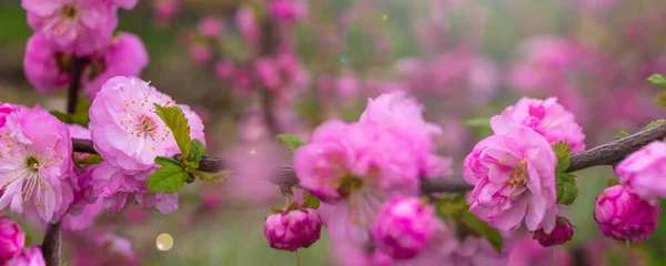 Borda de primavera ou arte de fundo com flor rosa. Bela cena da natureza com árvore florescente. Flores de primavera . — Fotografia de Stock