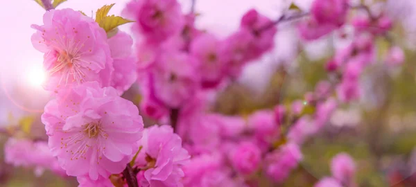 Spring border or background art with pink blossom. Beautiful nature scene with blooming tree and sun flare. Spring flowers. — Stock Photo, Image