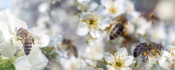 Spring banner, bees collects nectar pollen from the white flowers of a flowering cherry on a blurred background blossoming cherry tree.