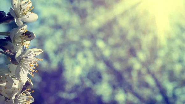 Bela árvore de cereja florescente no fundo do céu azul claro na luz solar, profundidade rasa. Pastel vintage macio tonificado. Natureza primavera sakura flor panorama. Copiar banner espaço — Fotografia de Stock