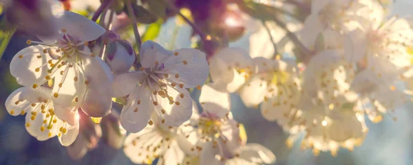 Beautiful blossoming cherry tree on light blue sky background in sunlight, shallow depth. Soft vintage pastel toned. Nature springtime sakura flower panorama. — Stock Photo, Image