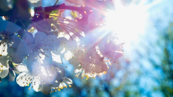 Florecientes ramas de cerezo con un cielo azul nublado y sol — Foto de Stock