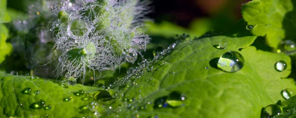 Большие красивые капли прозрачной дождевой воды на зеленом листе макро. Капли росы по утрам светятся на солнце. Красивая текстура листа в природе. Естественный фон — стоковое фото