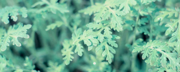 Green leaf texture. Leaf texture background. Soft vintage pastel toned. — Stock Photo, Image