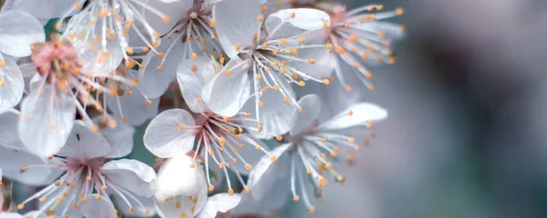 Feche a flor de cerejeira flor cheia na estação de primavera. Panorama da Primavera da Natureza. Copiar banner espaço . — Fotografia de Stock