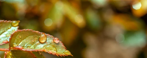 Makro. Krásné kapky průhledné dešťové vody na zelené listové makro. Přírodní panorama. Kopírovat mezerník. — Stock fotografie