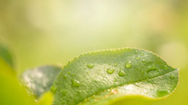 Macro Hermosas Gotas Agua Lluvia Transparente Una Macro Hoja Verde — Foto de Stock