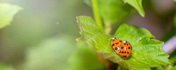 Ladybugs Criando Permiso Macro —  Fotos de Stock
