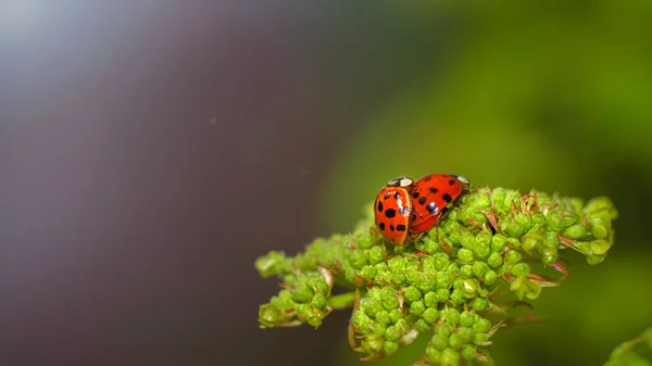 Les Coléoptères Coccinelles Reproduisent Sur Les Feuilles Vertes — Photo