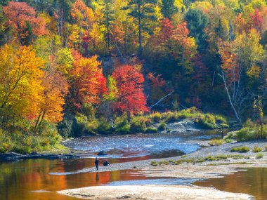 Nehir kıyısında sonbahar, Paraşüt Prov Parkı, On, Kanada