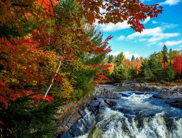Trees in red bow before a wild river, Chutes Prov Park, ON, Canada
